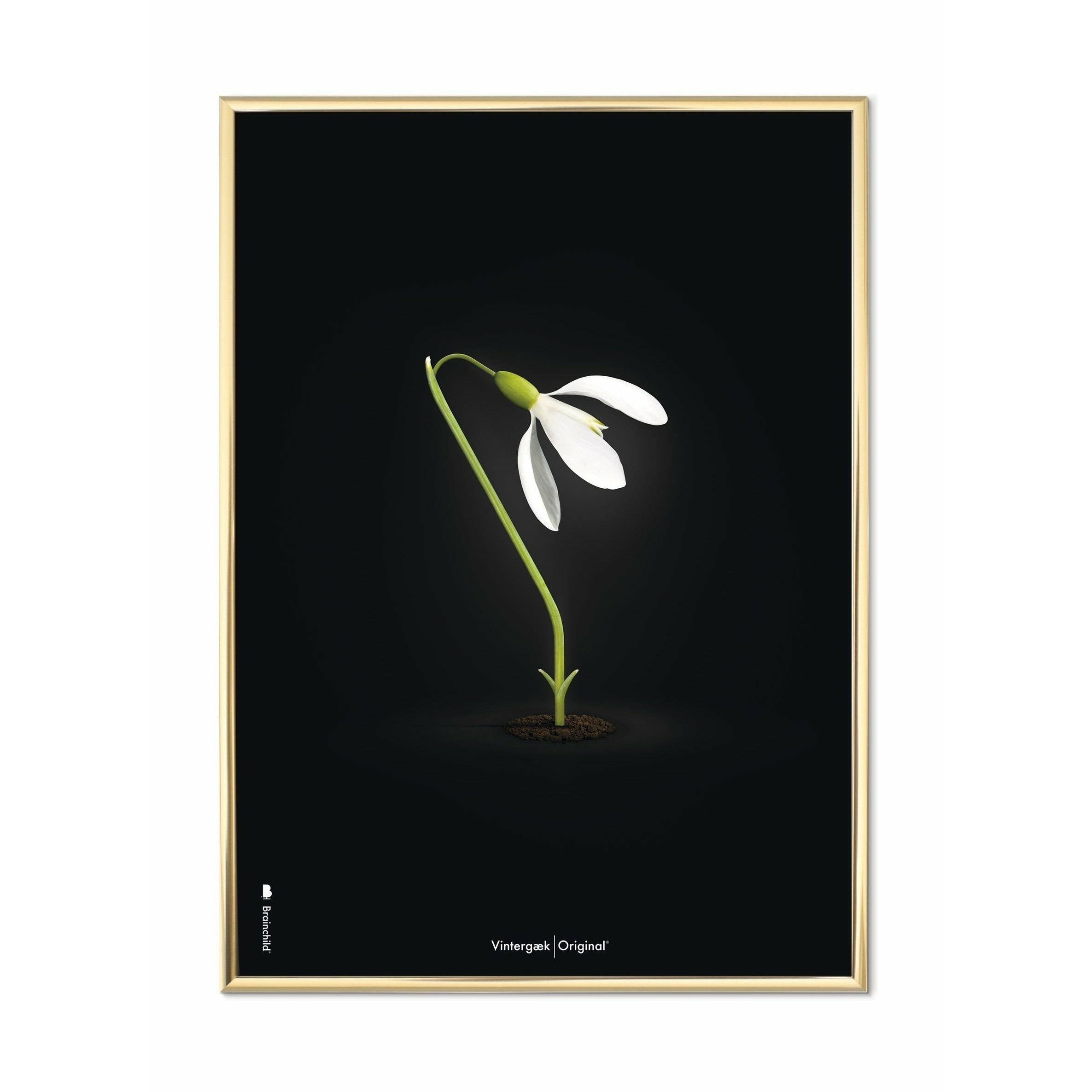 Brainchild Snowdrop Classic Poster, Brass Frame 70x100 Cm, Black Background