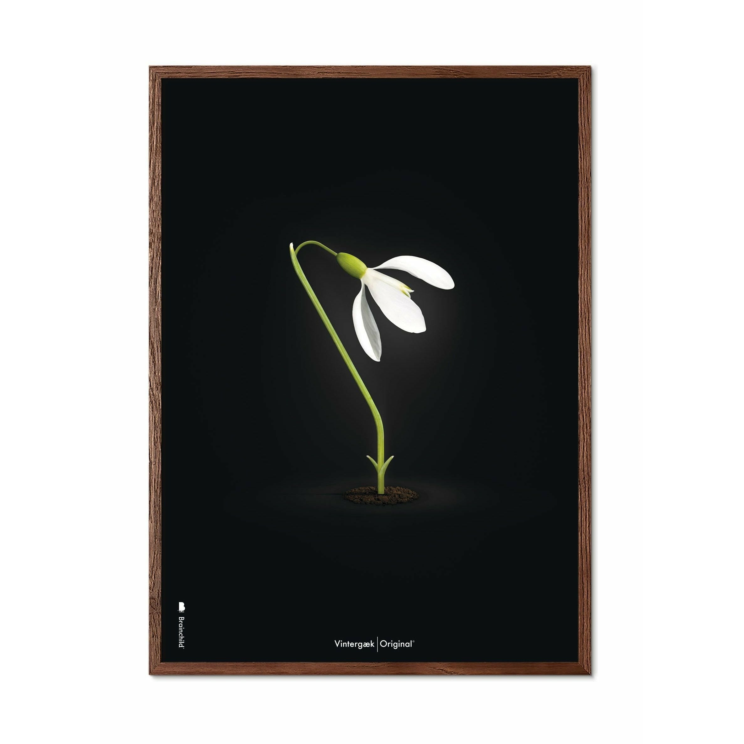 Brainchild Snowdrop Classic plakát, rám vyrobený z tmavého dřeva 70x100 cm, černé pozadí