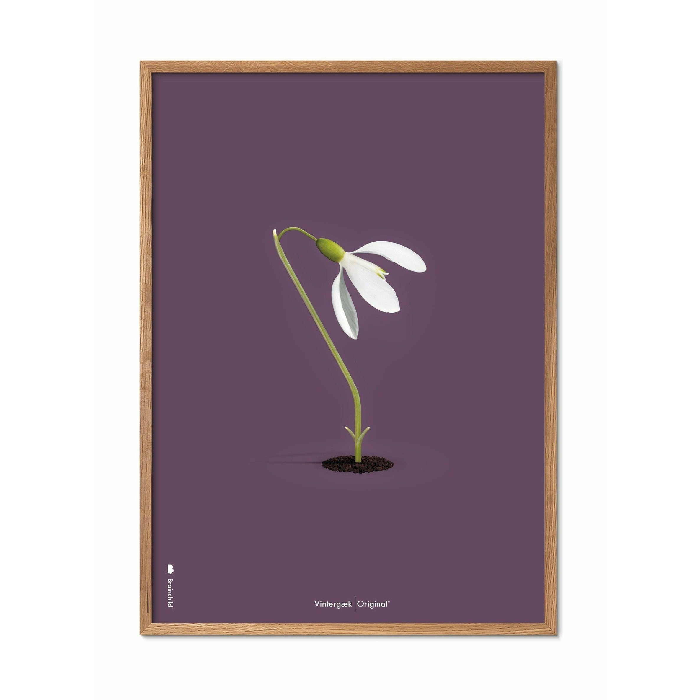 Brainchild Snowdrop Classic Poster, Frame Made Of Light Wood 30x40 Cm, Purple Background