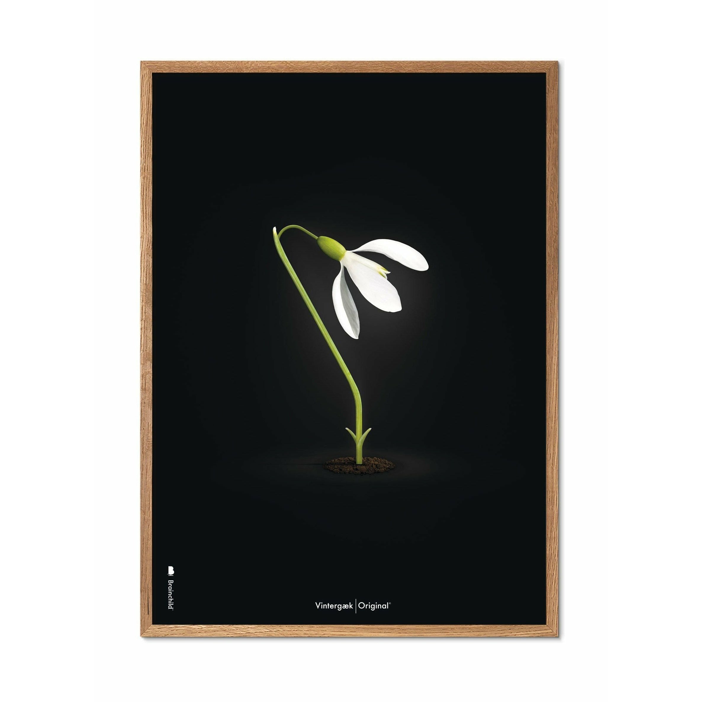 Brainchild Snowdrop Classic Poster, Frame Made Of Light Wood 30x40 Cm, Black Background