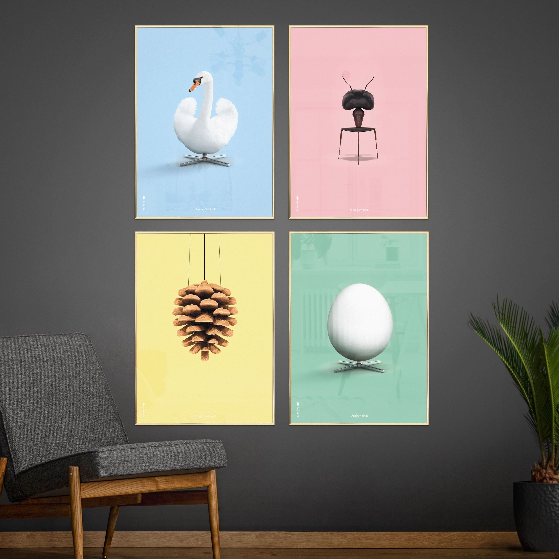 Klasický plakát s labutí mozek, rám vyrobený z tmavého dřeva 50x70 cm, světle modré pozadí