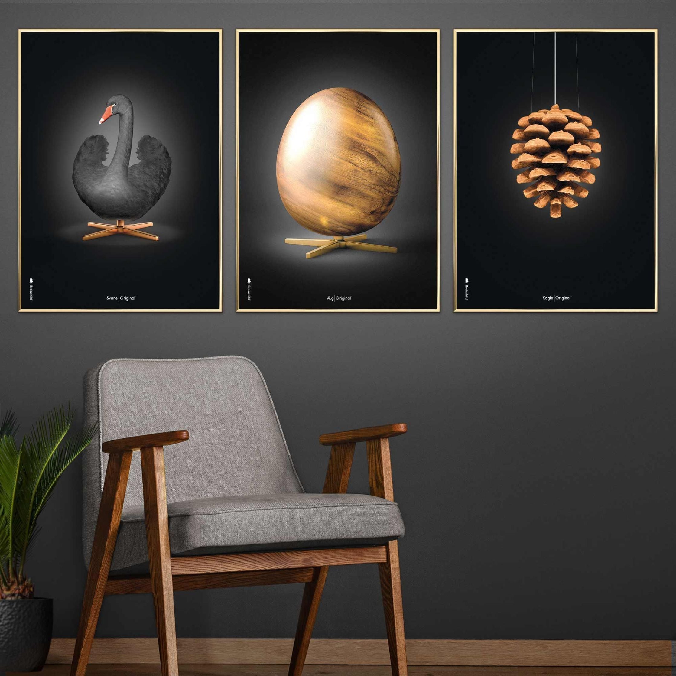 Klasický plakát s labutí mozek, rám vyrobený z tmavého dřeva 50x70 cm, černé/černé pozadí