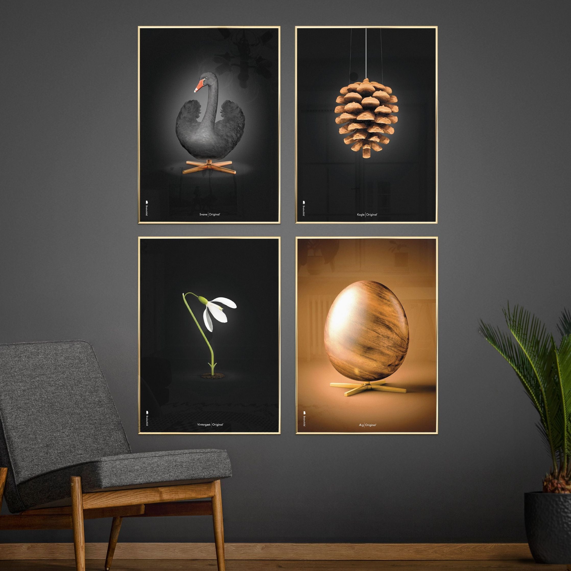 Klasický plakát s labutí mozek, tmavý dřevěný rám 70 x100 cm, černé/černé pozadí