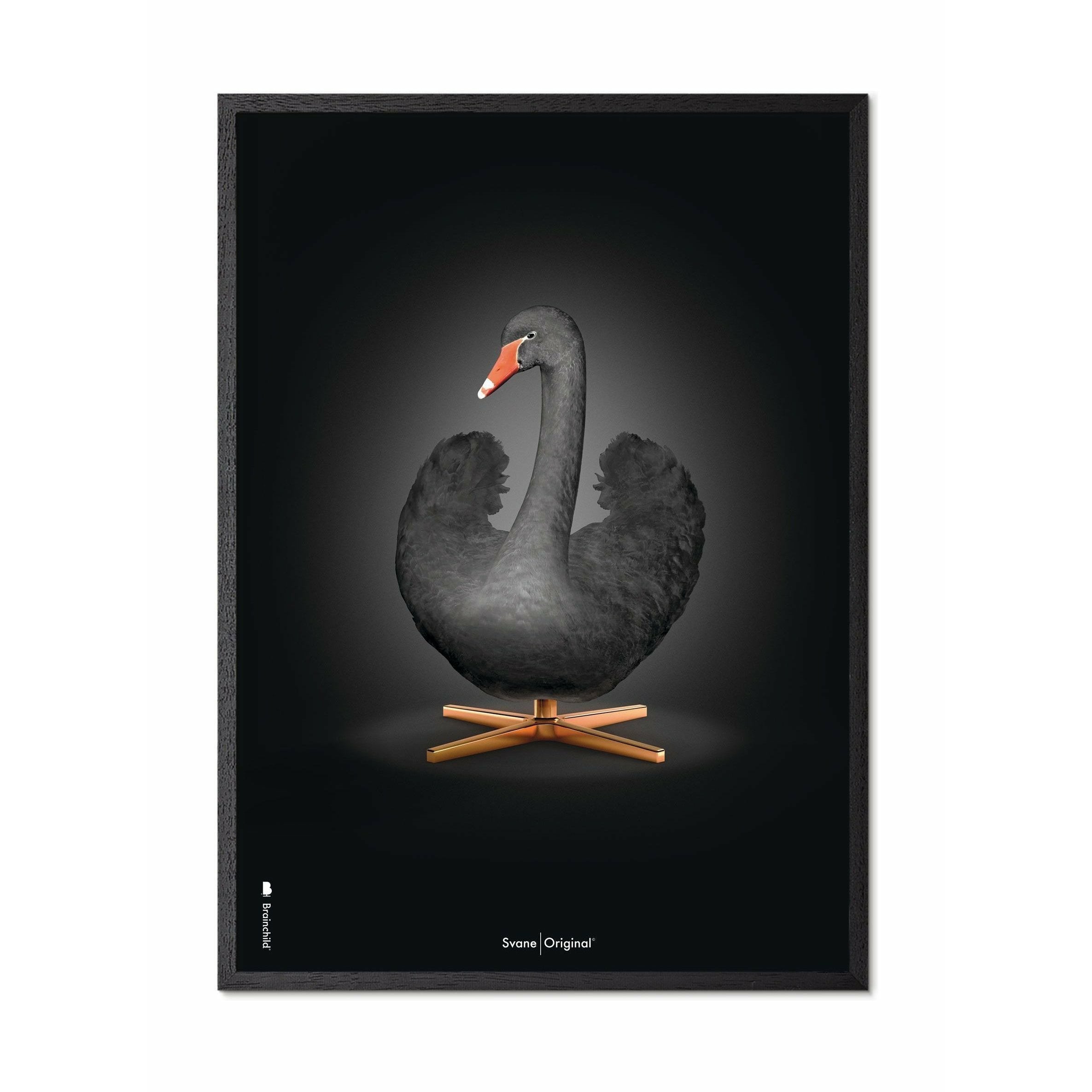 Klasický plakát s labutí mozek, rám v černém lakovaném dřevu 50x70 cm, černé/černé pozadí