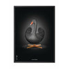 Klasický plakát s labutí mozek, rám v černém lakovaném dřevu 50x70 cm, černé/černé pozadí
