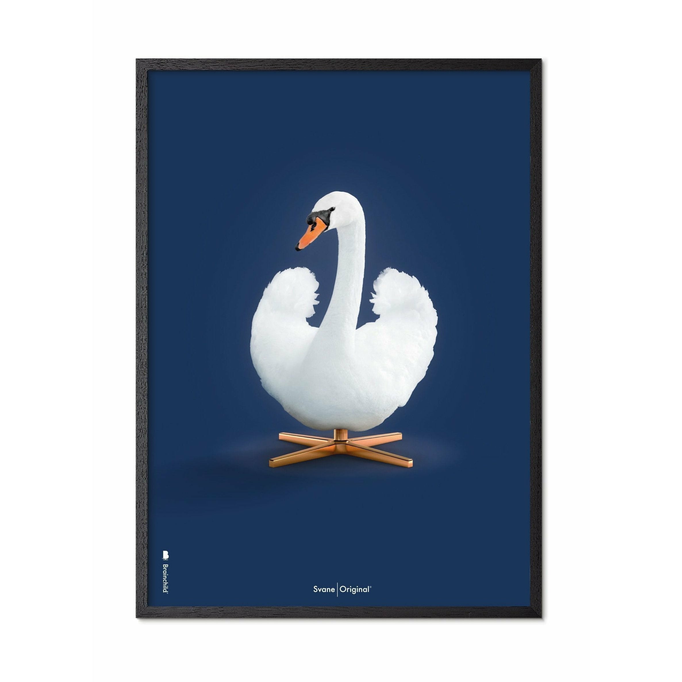 Klasický plakát s labutí mozek, rám v černém lakovaném dřevu 70 x100 cm, tmavě modré pozadí