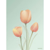 Vissevasse Tulip plakát 30 x40 cm, máta